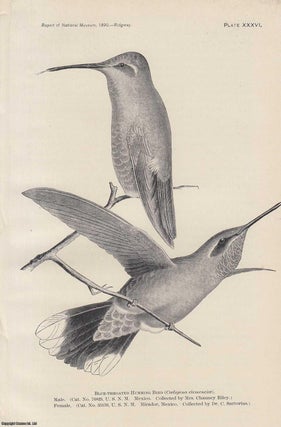 Item #196952 The Humming Birds. An original article from the Report of the Smithsonian...
