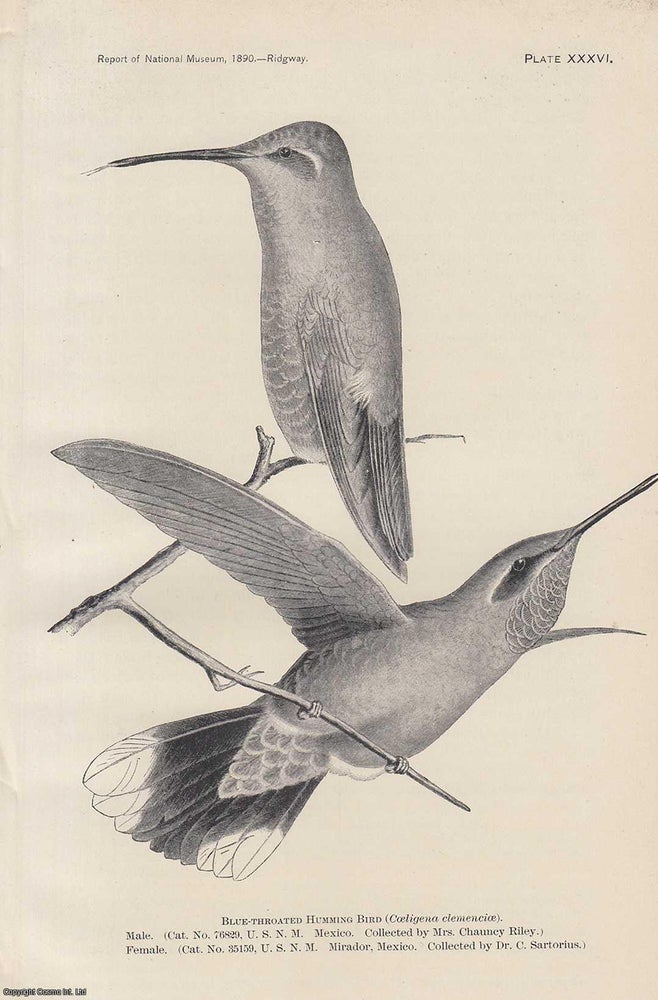Item #196952 The Humming Birds. An original article from the Report of the Smithsonian Institution, 1891. Robert Ridgway.