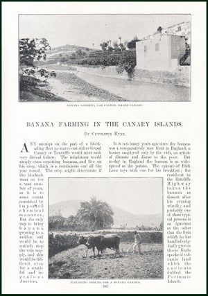 Item #215366 Banana Farming in The Canary Islands. An original article from the Windsor Magazine,...