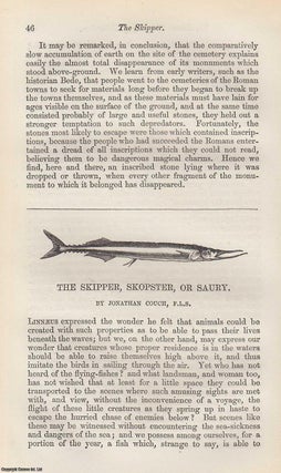Item #227158 The Skipper, Skopster, or Saury (fish). An original uncommon article from the...