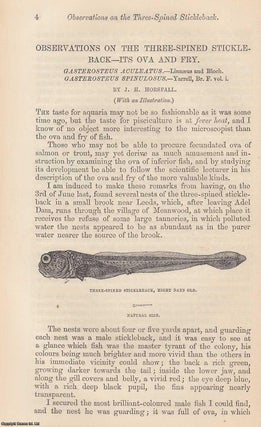 Item #227432 Observations on The Three-Spined Stickle-Back - its Ova and Fry. An original...