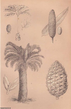 Item #227468 Cycads. An original uncommon article from the Intellectual Observer, 1864. John R....