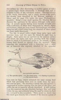 Item #227469 Discovery of Poison Organs in Fishes. An original uncommon article from the...