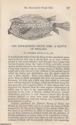 Item #227491 The Four-Horned Trunk Fish: A Native of England. An original uncommon article from...