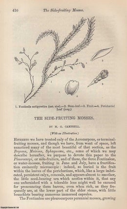 Item #227492 The Side-Fruiting Mosses. An original uncommon article from the Intellectual...