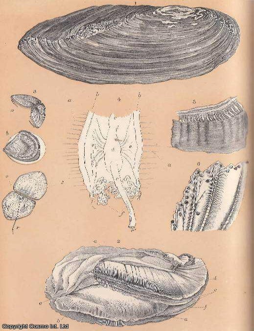 Item #227507 The Swan-Mussel and its Anatomy. An original uncommon article from the Intellectual...