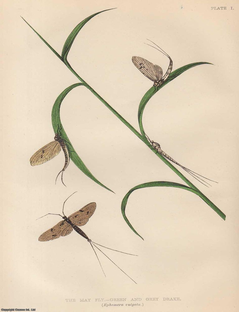 Item #227516 Ephemera, The May-Fly. An original uncommon article from the Intellectual Observer,...