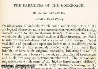 Dr. Beale's Preparations for The Microscope. An original uncommon article from the Intellectual Observer, 1864.
