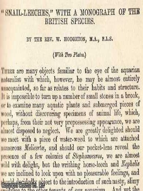 Snail-Leeches, with a Monograph of The British Species. An original uncommon article from the Intellectual Observer, 1865.