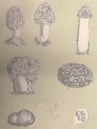 Truffles and Morels. An original uncommon article from the Intellectual Observer, 1866.