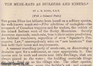 Item #227649 The Musk-Rats as Builders and Miners. An original uncommon article from the...