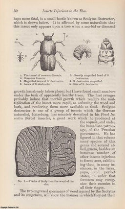 Item #237299 Insects Injurious to The Elm. An original uncommon article from the Intellectual...