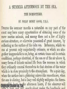 A Summer Afternoon by The Sea. An original uncommon article from the Intellectual Observer, 1863.
