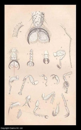 Item #237354 The Feet of Insects. An original uncommon article from the Intellectual Observer,...