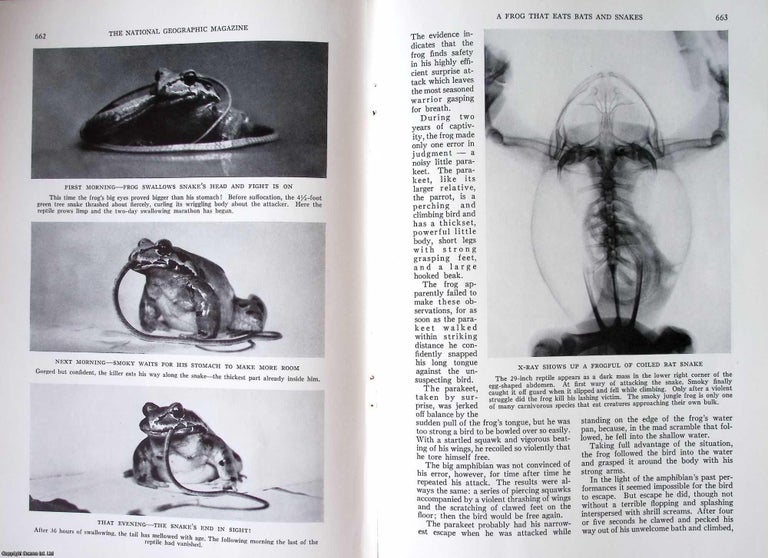 Item #237974 A Frog that Eats Bats and Snakes : Leptodactylus pentadactylus. In Captivity, this...