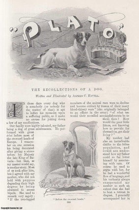 Item #241750 The Recollections of a Dog, Plato : A Show Dog. Illustrated by Alfred C. Havell. An...