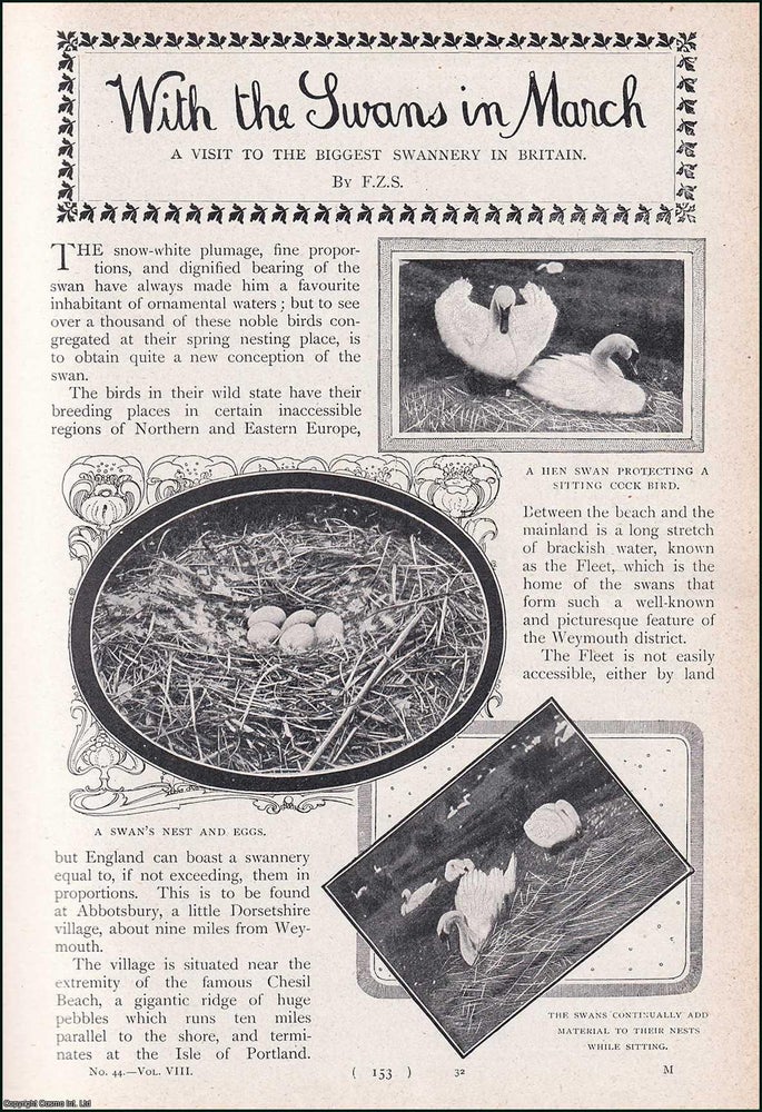 Item #244738 With the Swans in March : a Visit to the biggest Swannery in Britain, Abbotsbury, a little Dorsetshire Village. An uncommon original article from the Harmsworth London Magazine, 1902. F Z. S.