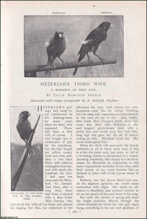 Item #244747 Hezekiah's Third Wife : a Romance of Bird Life. An uncommon original article from...