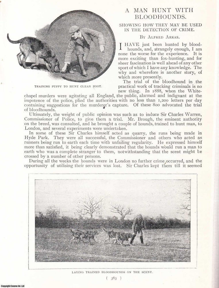 Item #247882 A Man Hunt With Bloodhounds : Showing How They May Be Used In The Detection Of Crime. An uncommon original article from the Harmsworth London Magazine, 1898. Alfred Arkas.