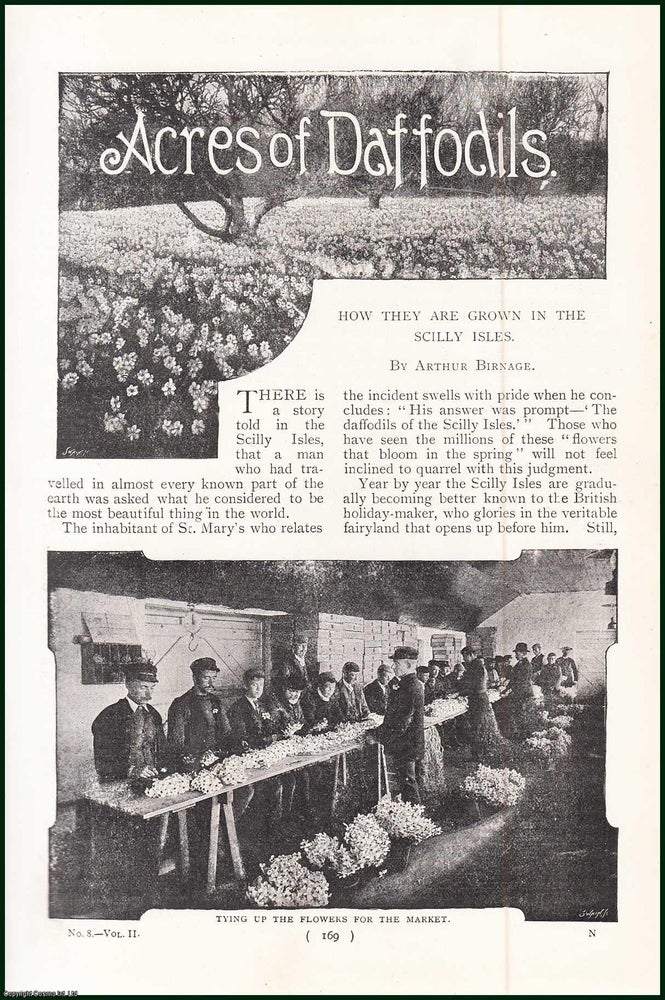 Item #247931 Acres of Daffodils. How They Are Grown In The Scilly Isles. An uncommon original article from the Harmsworth London Magazine, 1899. Arthur Birnage.