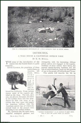 Item #247966 Ostriches. A Walk Round A Californian Ostrich Farm. An uncommon original article...