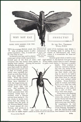 Item #248089 Why Not Eat Insects. Some New Dishes For The Table. The Grub ; Tiger Beetle in...
