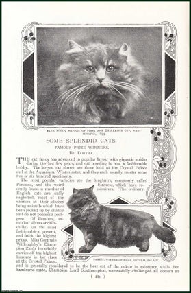 Item #248107 Some Splendid Cats. Famous Prize Winners : Ayrshire Bluebell, Winner Of Innumerable...