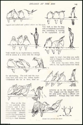 Item #252275 The Magpie ; the Rook ; the Raven & more ; Zig-Zag Corvine. Zig-Zags at The Zoo An...