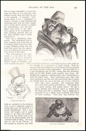 Item #252422 Monkey : Zig-Zag Simian. Zig-Zags at The Zoo. An uncommon original article from The...