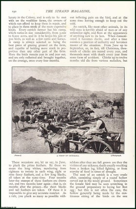 Item #252469 Ostrich Farming in South Africa. An uncommon original article from The Strand...