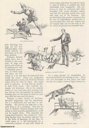 Item #252532 The Training of Performing Animals. An uncommon original article from The Strand...