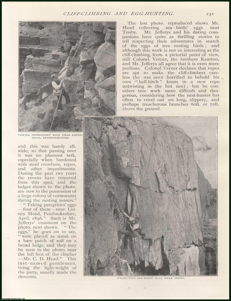 Item #252848 Pembrokeshire ; Tenby ; Carmarthenshire & more : Cliff-Climbing and Egg-Hunting. The...