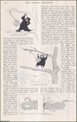 Item #253106 Tricky Animal Traps. An uncommon original article from The Strand Magazine, 1898. A....