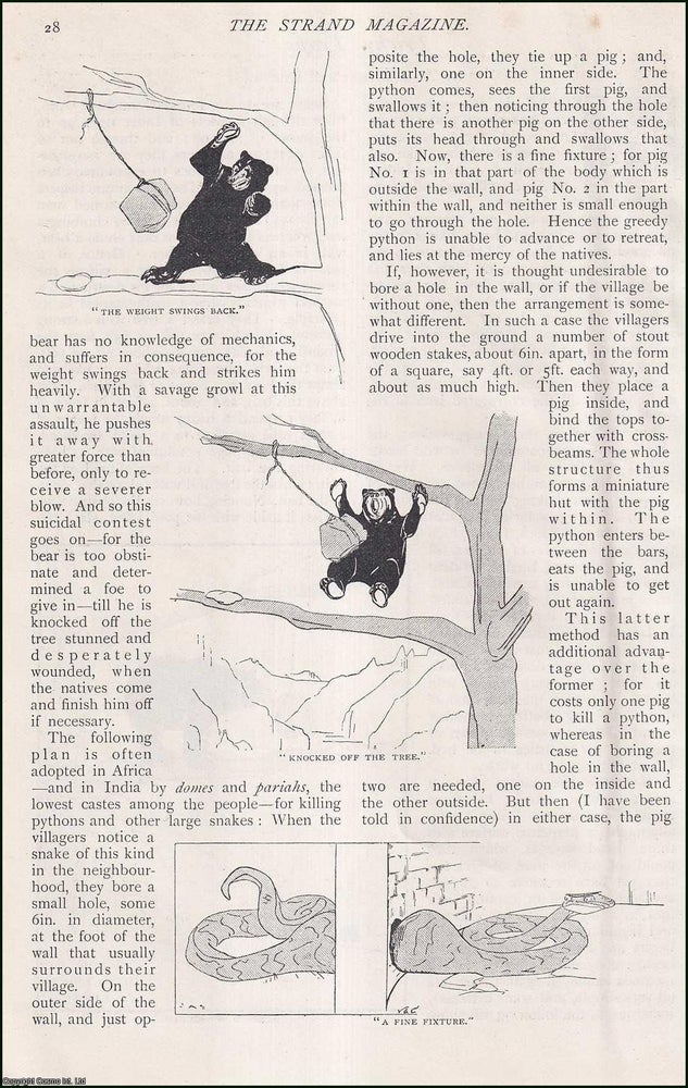 Item #253106 Tricky Animal Traps. An uncommon original article from The Strand Magazine, 1898. A. Sarathkumar Ghosh.