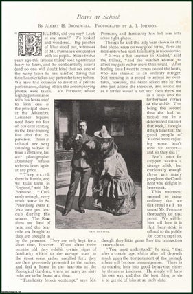 Item #253359 Bears at School. An uncommon original article from The Strand Magazine, 1900. Albert...
