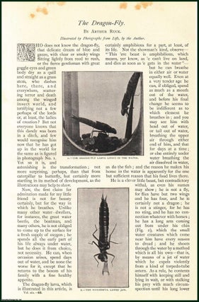 Item #253392 The Dragon-Fly. An uncommon original article from The Strand Magazine, 1900. Arthur...