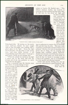 Item #253433 Secrets of The Zoo. An uncommon original article from The Strand Magazine, 1900....