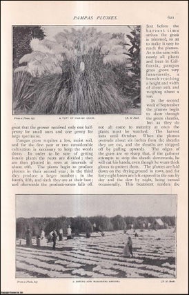 Item #253535 Pampas Plumes. Pampas Grass. An uncommon original article from The Strand Magazine,...