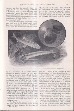 Item #253710 Living Lamps on Land and Sea. Luminous creatures. An uncommon original article from...