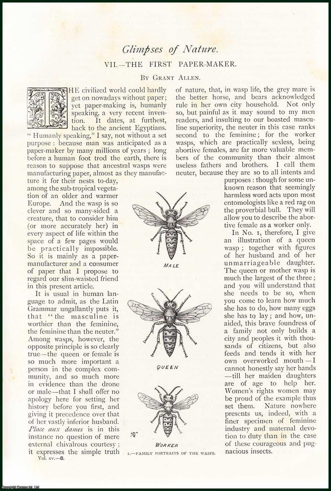 Item #254543 The First Paper-Maker, The Wasp : Glimpses of Nature. An uncommon original article from The Strand Magazine, 1898. Grant Allen.