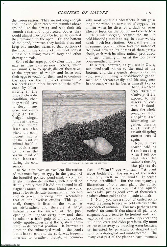 Item #254565 The Great Pond Snail in Summer & Winter ; The Curled Pond Weed Producing its Winter Shoots ; The Frogbit in Summer, Flowering & more : A Frozen World. Glimpses of Nature. An uncommon original article from The Strand Magazine, 1898. Grant Allen.