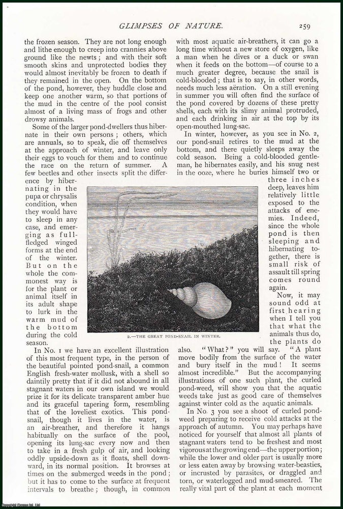 Item #254565 The Great Pond Snail in Summer & Winter ; The Curled Pond Weed Producing its...