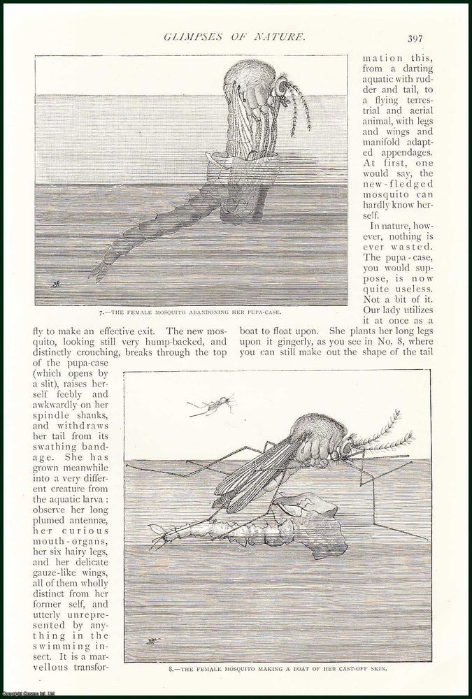 Item #254582 The Mosquito : British Blood-Suckers. Glimpses of Nature. An uncommon original article from The Strand Magazine, 1898. Grant Allen.