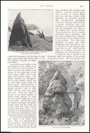 White Ant Hills, Australia. An uncommon original article from The. Strand Magazine.