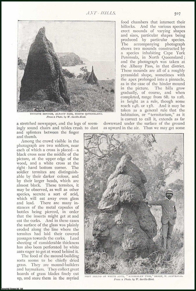 Item #254593 White Ant Hills, Australia. An uncommon original article from The Strand Magazine, 1898. Strand Magazine.
