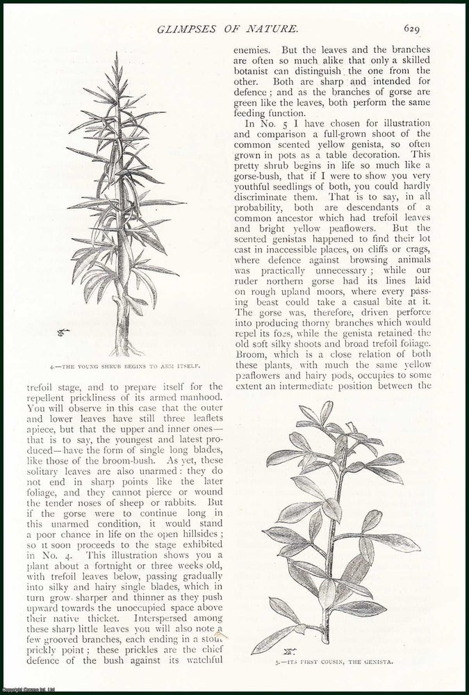 Item #254610 The Gorse, A Very Intelligent Plant. Glimpses of Nature. An uncommon original article from The Strand Magazine, 1898. Grant Allen.