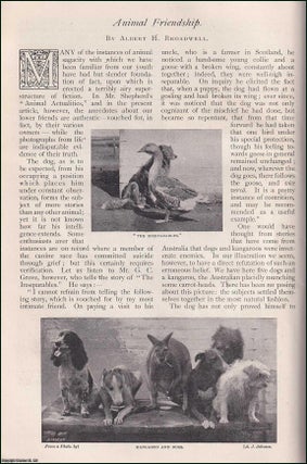 Animal Friendship. An uncommon original article from The Strand Magazine. Albert H. Broadwell.