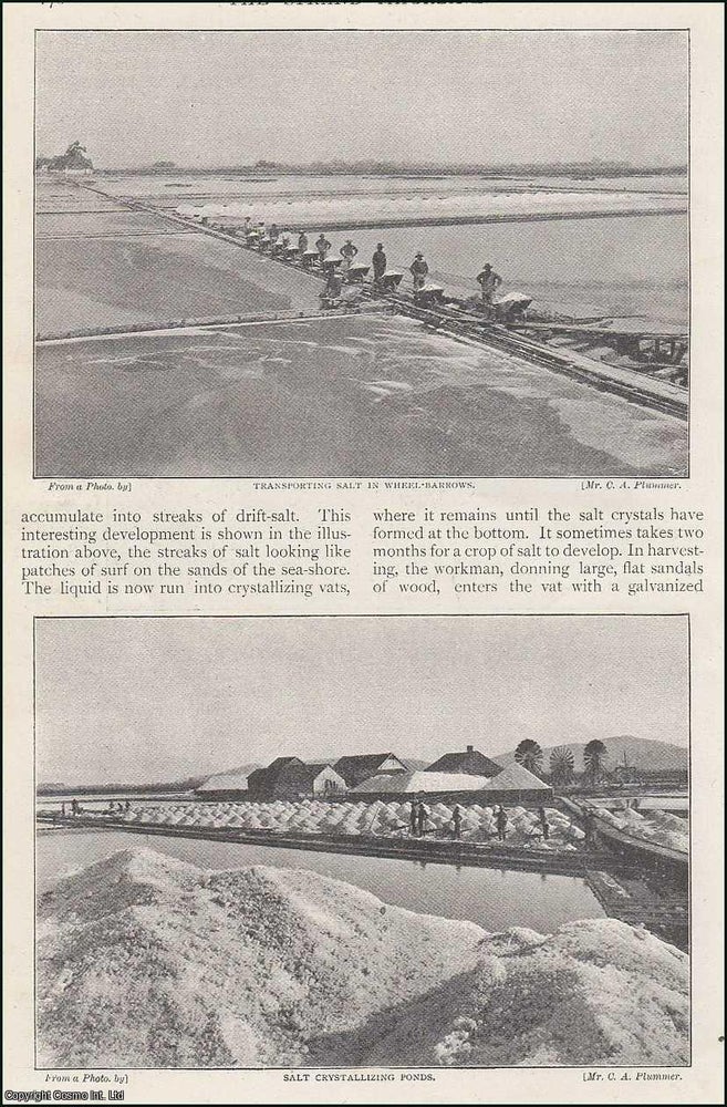 Item #254652 A Common Crystal. Salt from Salton, Southern California. 5 pages, illustrated. An...