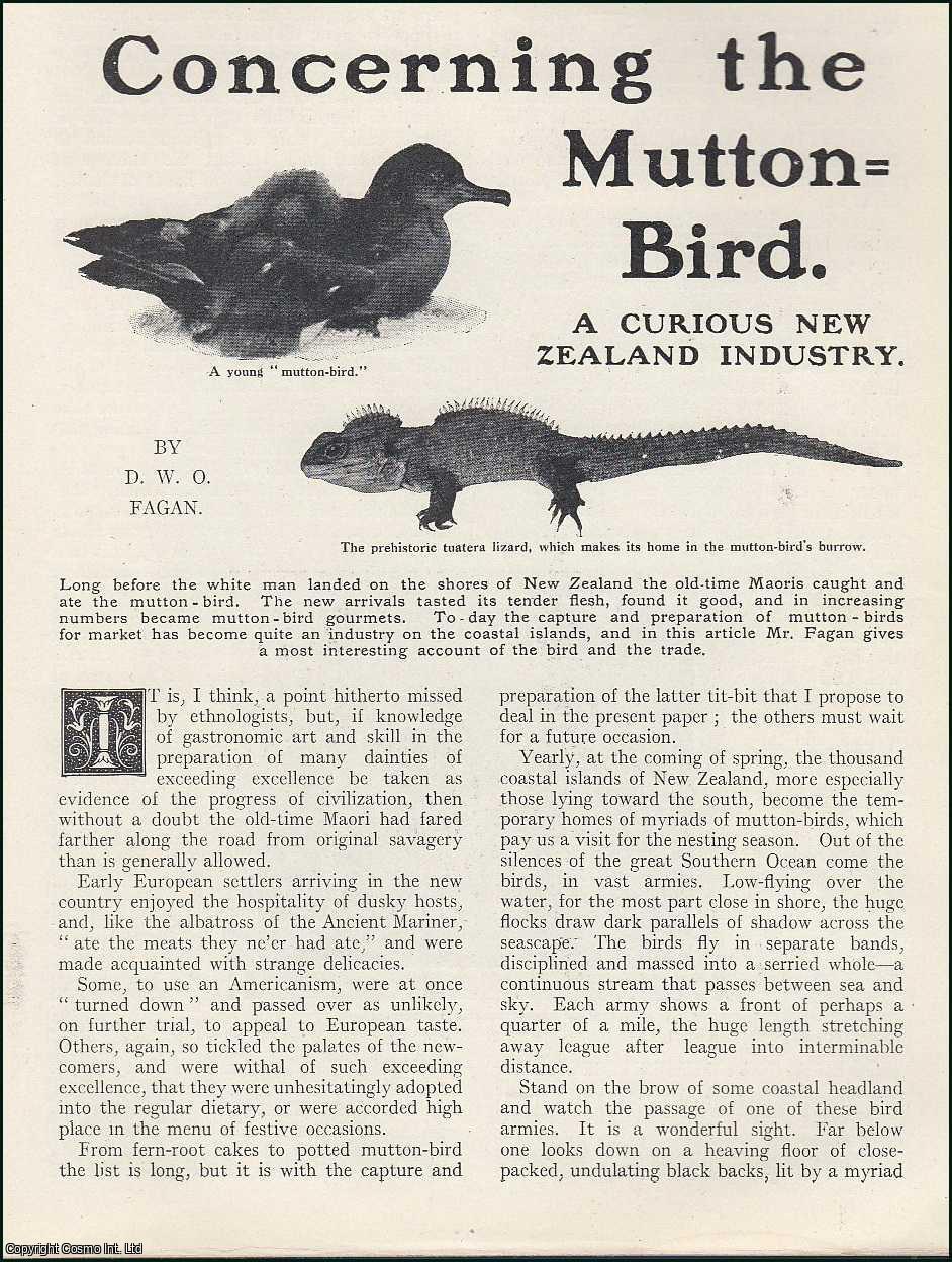 Concerning the Mutton-Bird : a curious New Zealand Industry of Mutton ...