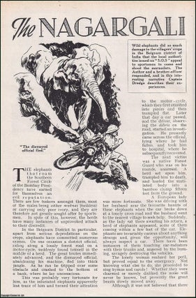 Item #256479 The Nagargali Elephants. An uncommon original article from the Wide World Magazine,...